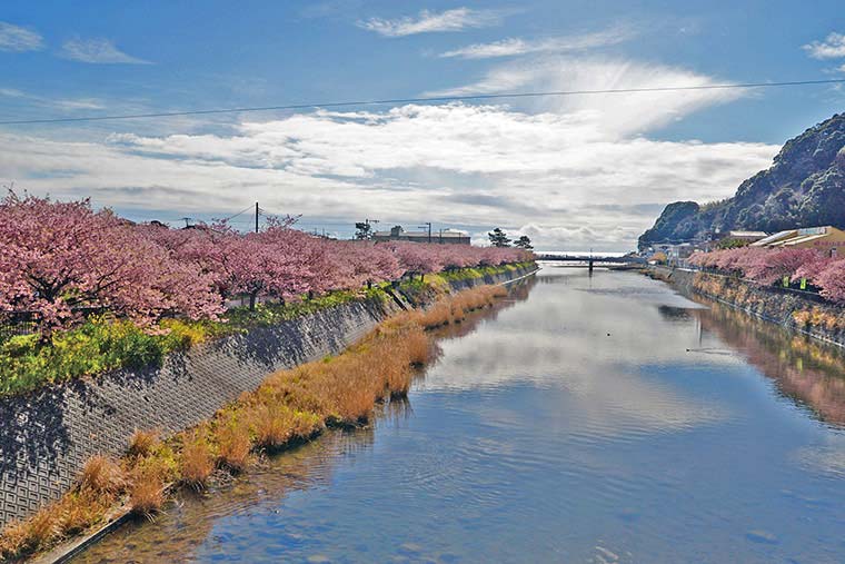 館橋から見た河津桜