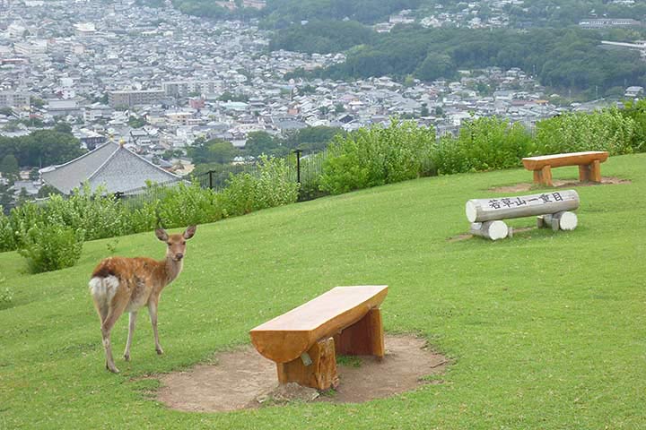 奈良の街並みを見渡す若草山　写真出典／今日の奈良公園