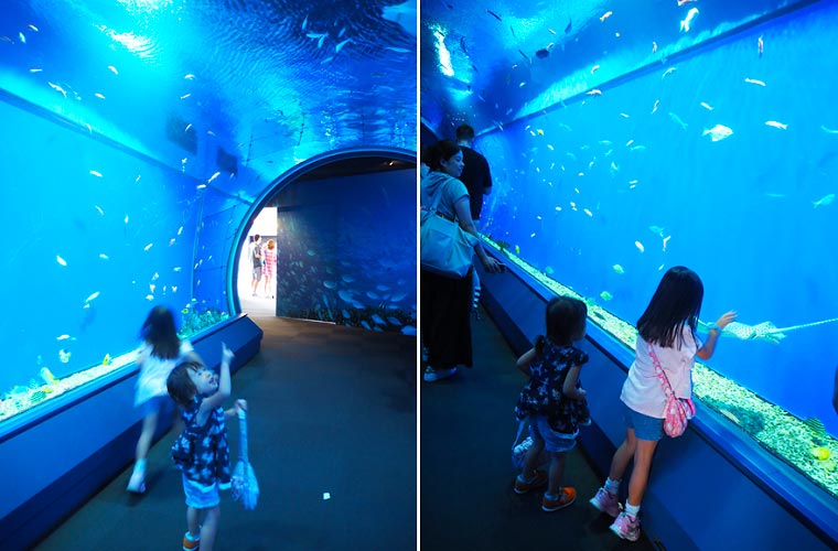 海遊館の「魚のとおりぬけ・アクアゲート」
