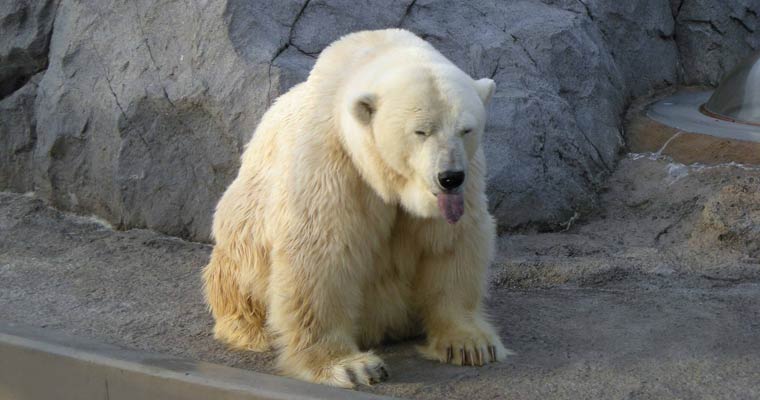 旭川市旭山動物園