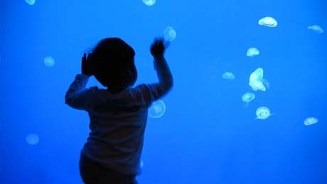 水族館「うみたまご」のクラゲ
