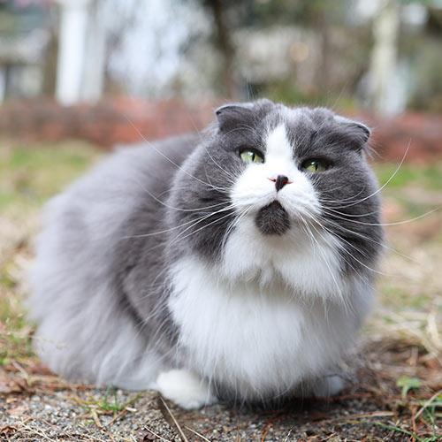 富士山 健康開運 猫と犬のお宿 ペンションブルーポピー「福ちゃん」