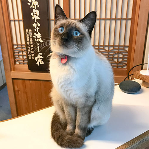 野沢温泉 桐屋旅館 「すず」