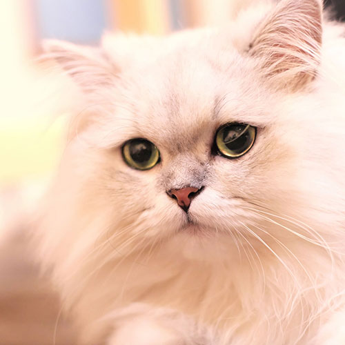 伊豆高原 猫のいるお宿 プチホテル フロマージュ「ゆき」