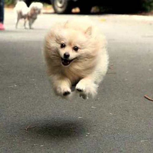 バニラ