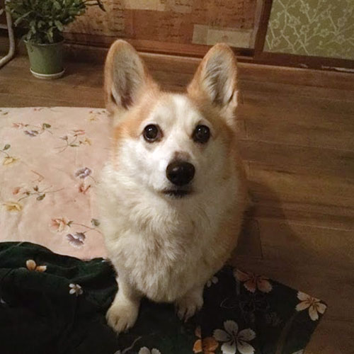 ちゃこ