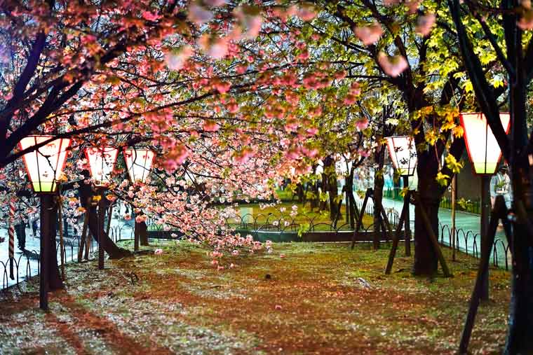 造幣局 桜の通り抜け