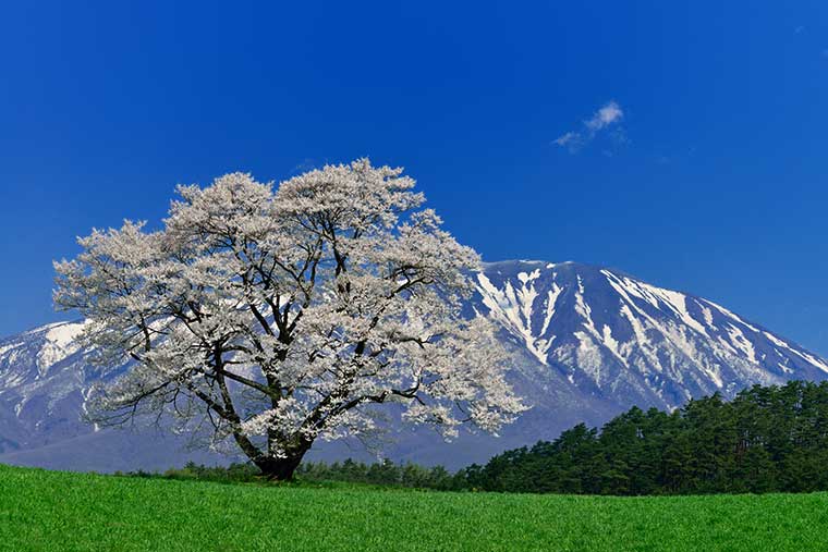 小岩井農場