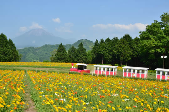 とっとり花回廊