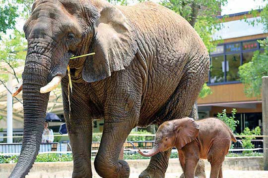 愛媛県立とべ動物園