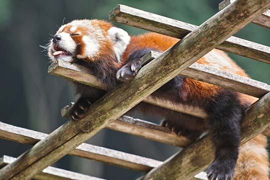 池田動物園