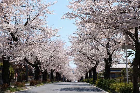 北桜通り