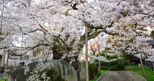 石割桜