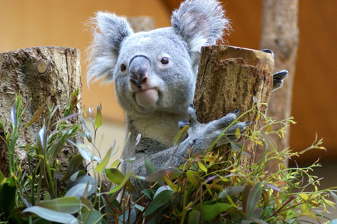 神戸市立王子動物園
