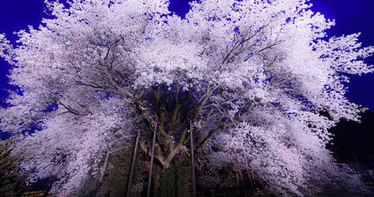 一心行の大桜