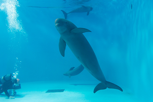 みやじマリン宮島水族館