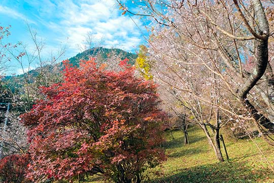 城峯公園