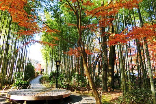 竹林の小径