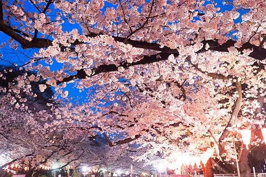 上野恩腸公園（うえの桜まつり）