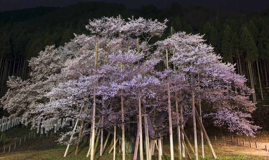 淡墨桜(岐阜県)