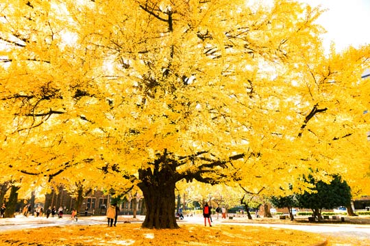 東京大学