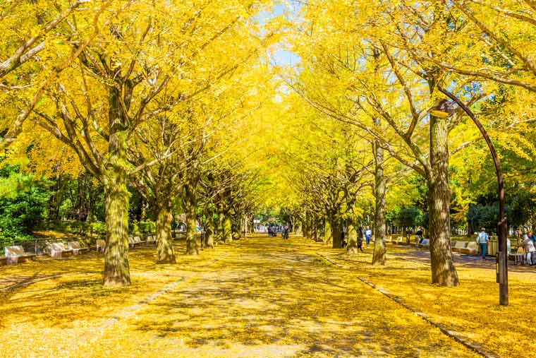 光が丘公園