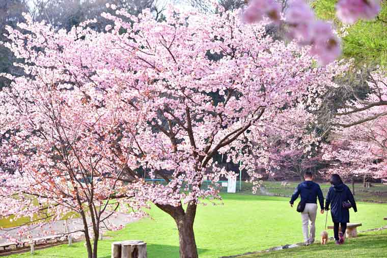 円山公園