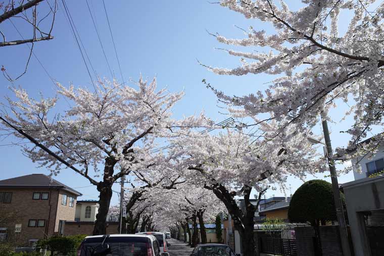 桜ヶ丘通り