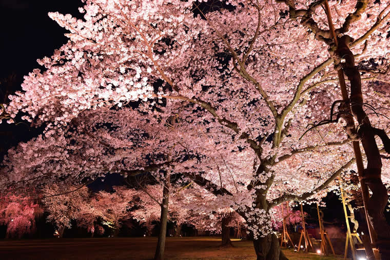 二条城の桜 ライトアップ