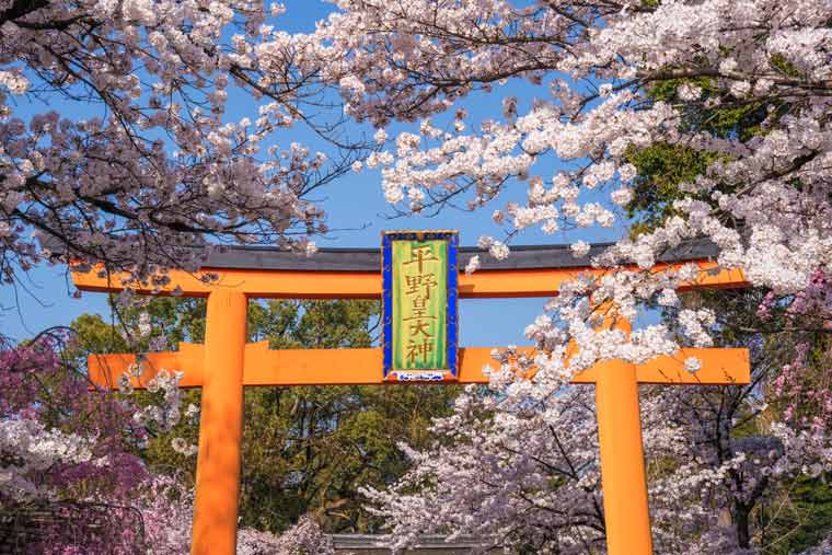 平野神社の桜