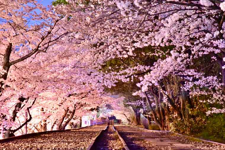 蹴上インクラインの桜 ライトアップ