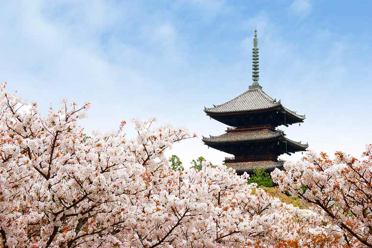 仁和寺 御室桜