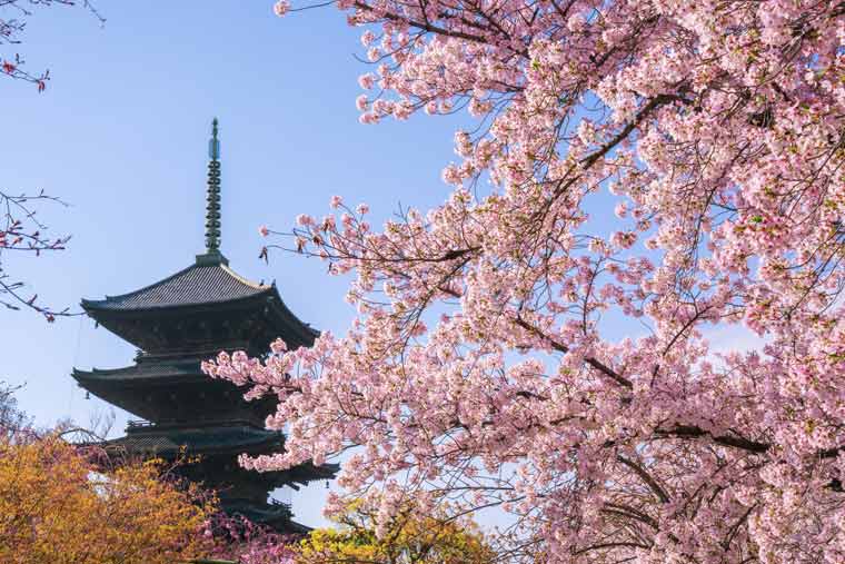 東寺の桜