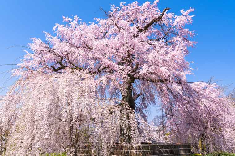 円山公園の桜