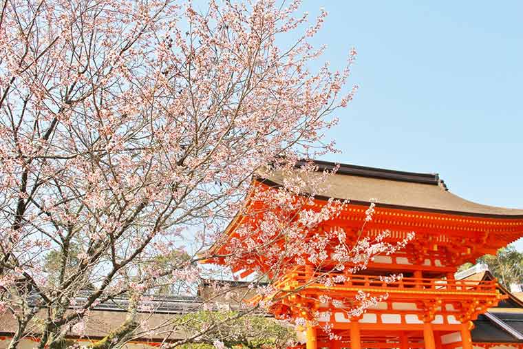 上賀茂神社の桜