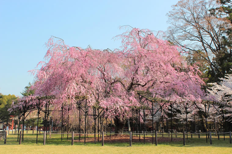 上賀茂神社の桜