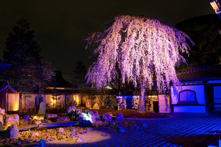 高台寺の桜 ライトアップ