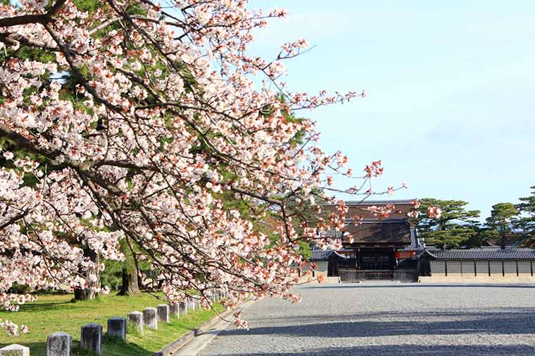 京都御苑 桜