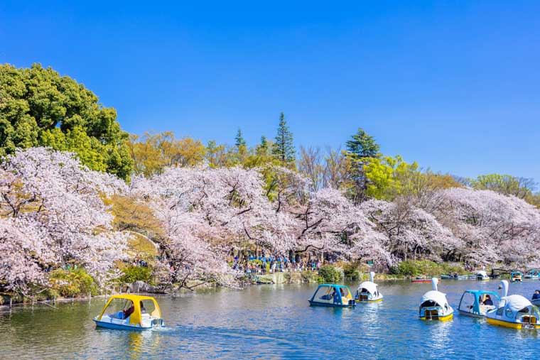 井の頭恩賜公園の桜