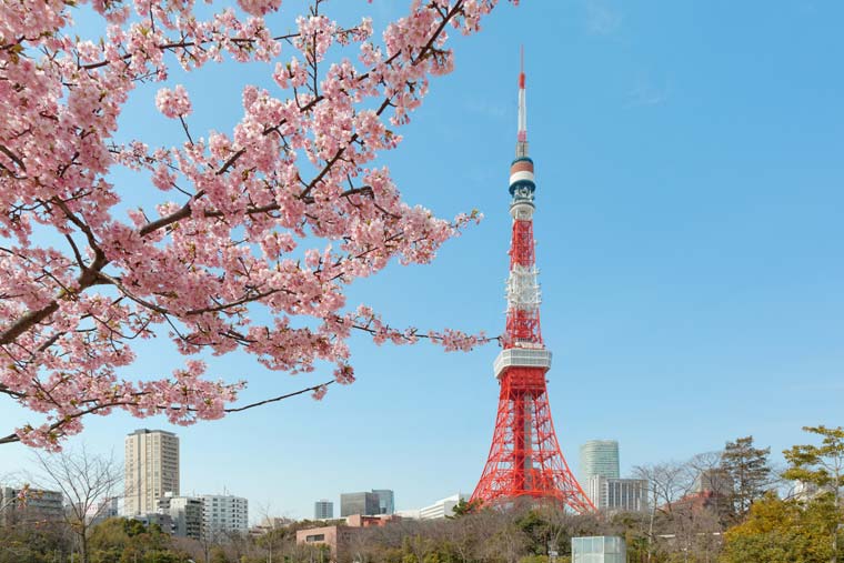 芝公園の桜