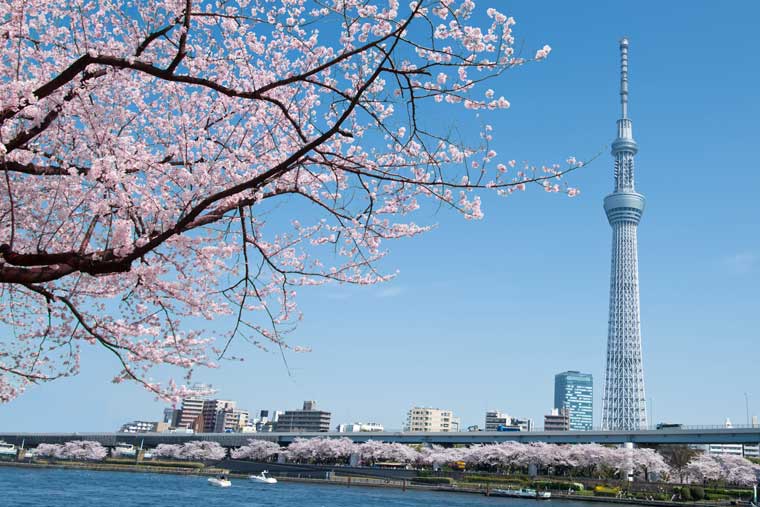 隅田川の桜