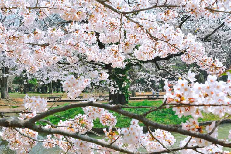 代々木公園の桜