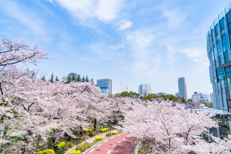 東京ミッドタウンの桜
