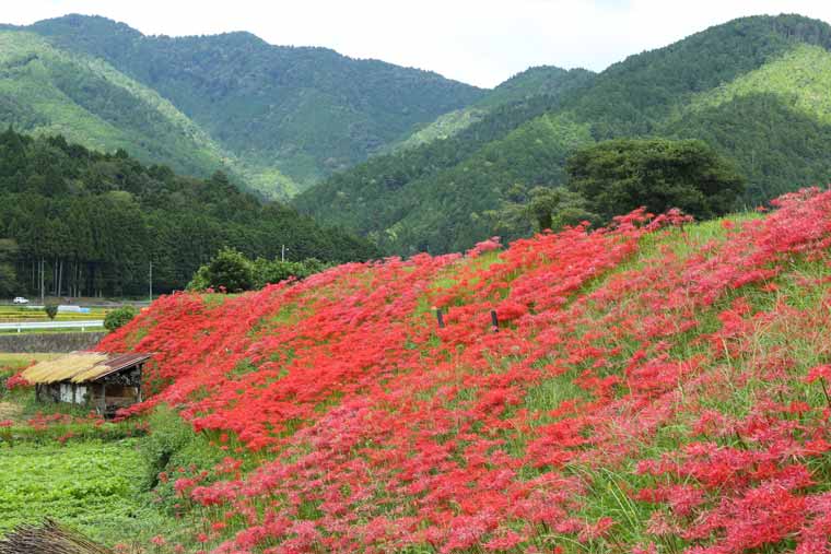 大原の里