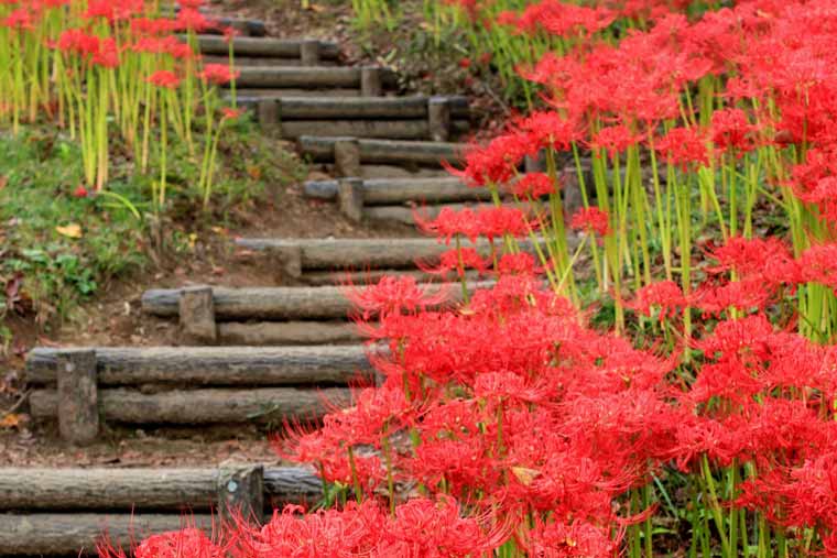 羽黒山公園