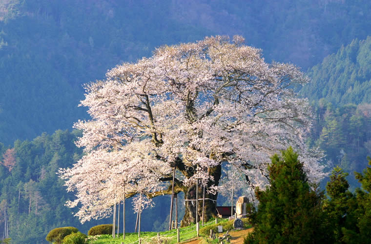 醍醐桜(だいござくら)