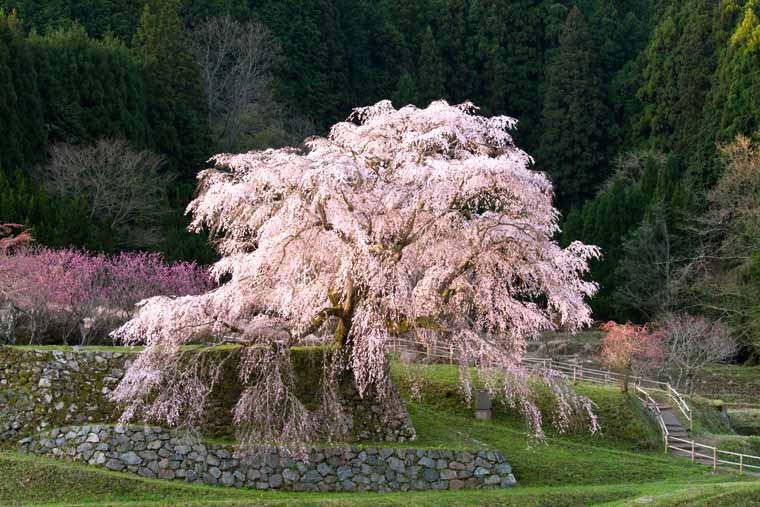 本郷の瀧桜(又兵衛桜)