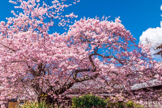 河津桜原木