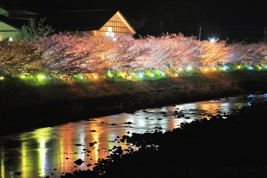 河津桜まつり