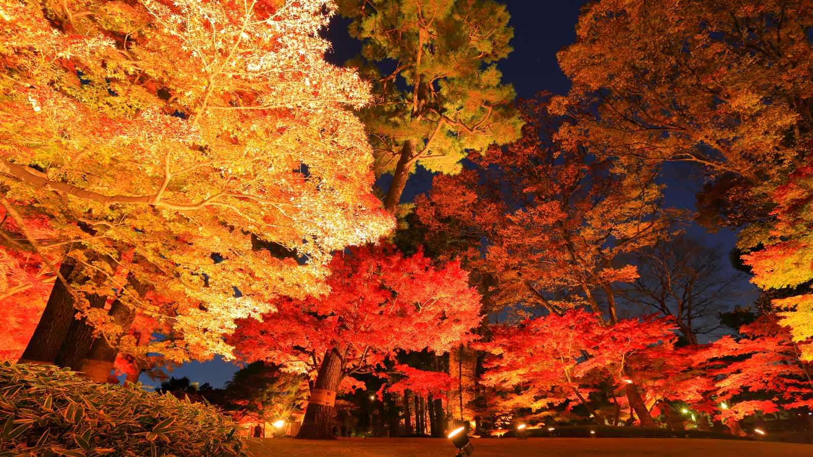 【2025年最新】関東の紅葉名所28選！2025年見頃やライトアップ情報も
